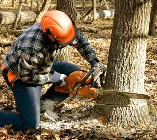 Tree Removal in Big Sandy, WV